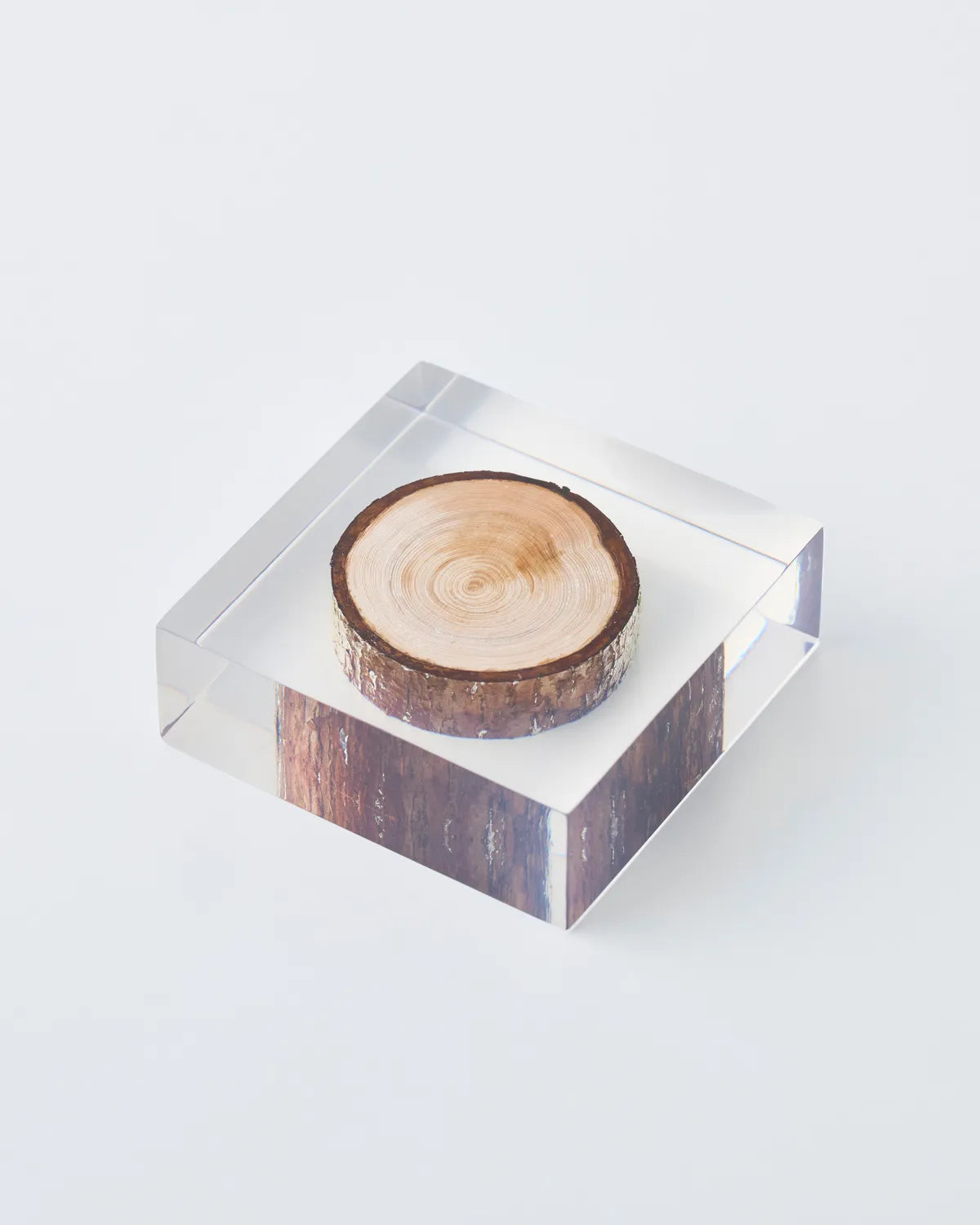 Graphpaper × HARPER / Enclosed branch object diffuser (HPR03_D002)